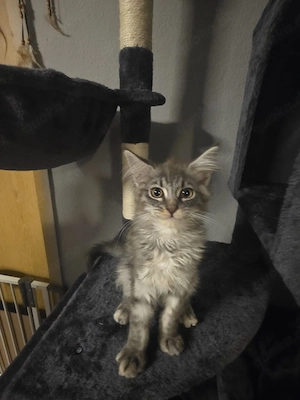 ReinrassigerXL Maine-Coon-Kater sucht ein liebevolles Zuhause