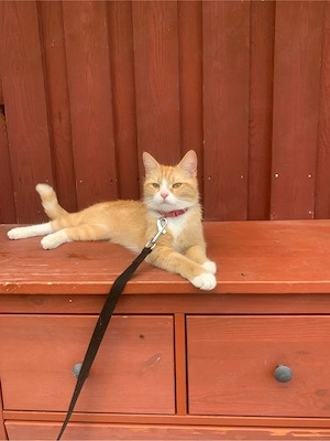 2 katzen suchen neues zuhause 
