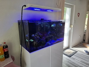 Meerwasseraquarium Aqua Medic Armatus 300 Komplettset inkl. Besatz & viel Zubehör