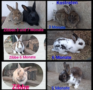 zwergkaninchen,Zibben u Kastraten bis 4 Jahre