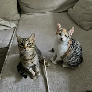 süße liebevolle EKH Hauskatze und Glückskatze Kitten suchen liebevolles Zuhause 