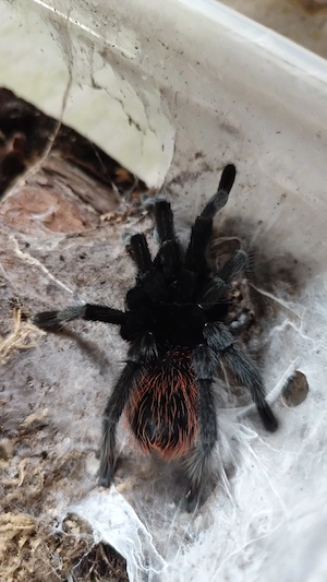 Tliltocatl kahlenberi ex. Brachypelma adult RH7 26 unverpaart 
