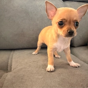 Mini-Chihuahua-Welpen (kurzhaarig).