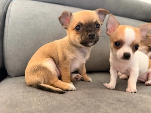 Mini-Chihuahua-Welpen (kurzhaarig).