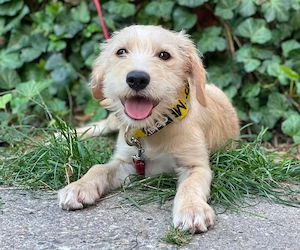 DAISY - verspieltes Hundemädchen (wartet in Rumänien) 