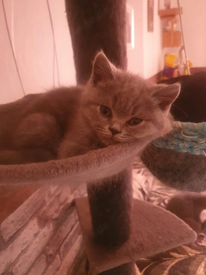 bkh reinrassiger kitten Junge