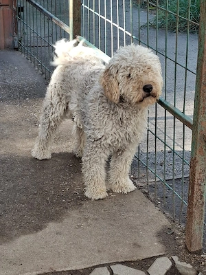 Schüchterner Puli sucht seine Chance