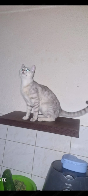 Katzen Dame Diva 18 Monate