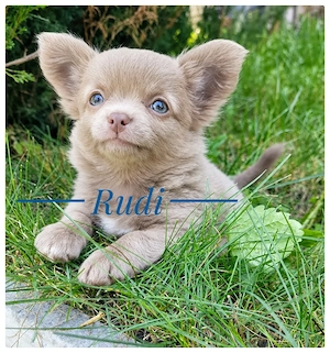 Traumhund Chihuahua Rüde mit bestem Charakter - aus liebevoller Zucht 