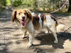 Nala sucht ein liebevolles Zuhause