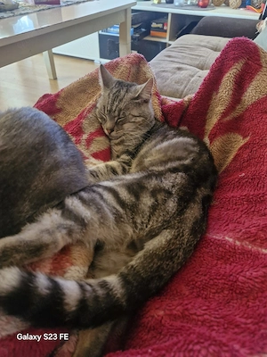 Kater Tom15 Monate getigert