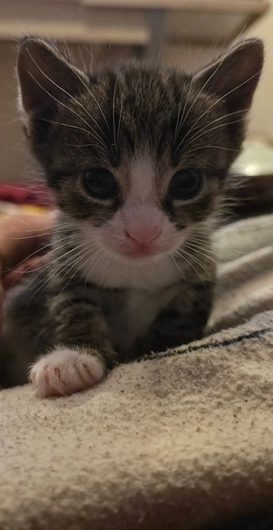2 Kitten 12 Wochen jung abzugeben