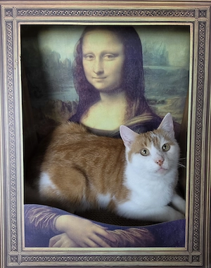 Kater sucht schnellstmöglich ein neues Zuhause