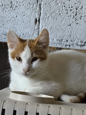 Kitten Katze Tierschutz Bundesweite Vermittlung 