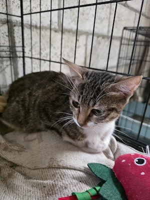 Kitten Katze Tierschutz Bundesweite Vermittlung 