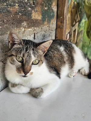 Katze Tierschutz kastriert Bundesweite Vermittlung 