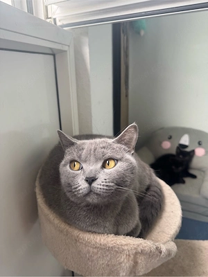 Julie   Britisch Kurzhaar Katze, 2 Jahre alt