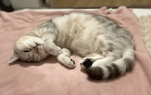 BHK Katze Luna    weiblich 2 Jahre 6 Monate 