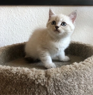 BKH Point Kitten 