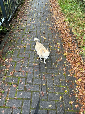 Chihuahua - Rüde zu verkaufen 