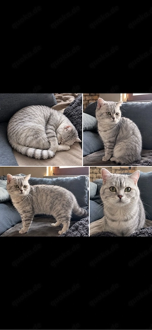 BKH Deckkater Silver Tabby