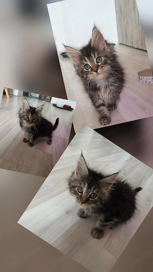 Maine Coon Kitten