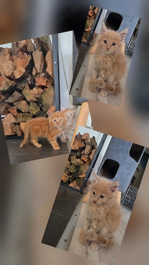 Maine Coon Kitten