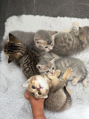  Wunderschöne Katzenbabys   Britisch Kurzhaar   Bengal 