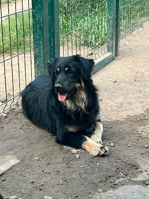 Ängstlicher Rocco - wer gibt ihm eine Chance 