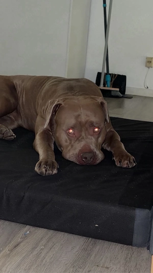 American Bully