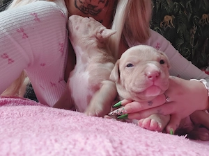 3 Generationen American bully Pocket xl welpen