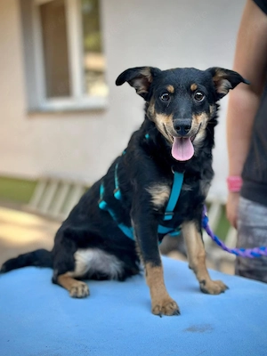 Sirius sucht ein liebevolles Zuhause