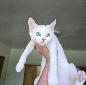 Eine kleine  Mishling-Prinzessin (Devon Rex + Altai Cat) sucht ein liebevolles Zuhause für immer!