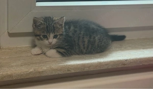 Britisch Kurzhaar Kitten   