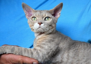 Devon Rex Kater Attila  , reinrassig und nachweislich gesund.