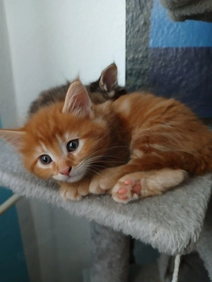 Biete Maine Coon Kitten