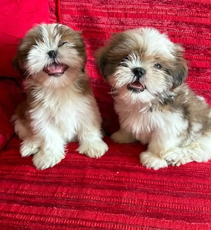Zwei süße Shih-Tzu-Welpen  11 Wochen alt