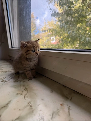 Süße BKH-Kitten suchen ein liebevolles Zuhause 