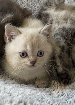 Bkh kitten reinrassig abgabebereit Withe Shaled und shaled 