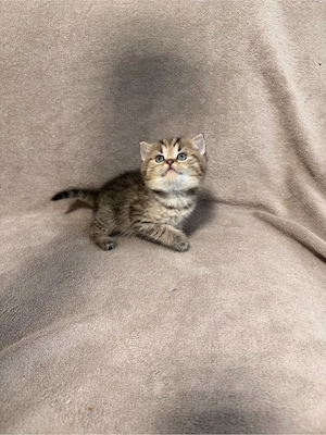 Süße BKH-Kitten suchen ein liebevolles Zuhause 