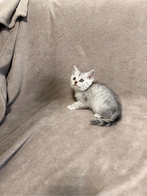 Süße BKH-Kitten suchen ein liebevolles Zuhause 