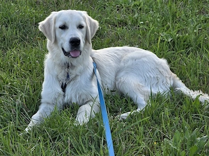 Golden Retriever Rüde 