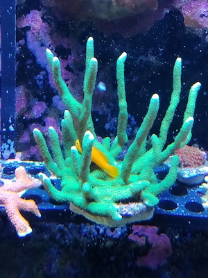 montipora digitata Meerwasser koralle 