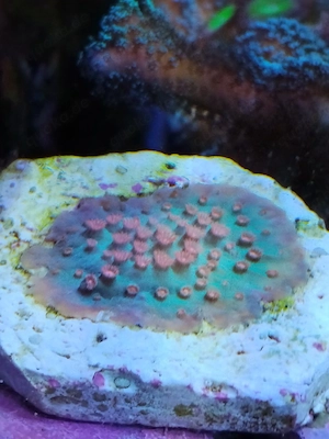 cyphastrea Meerwasser koralle 