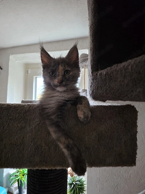 Maine Coon Kitte 