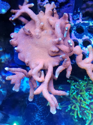 montipora bubble gum Meerwasser koralle 