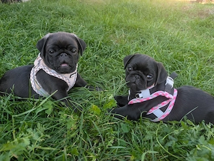 Mops Welpen suchen ein Sofaplatz 