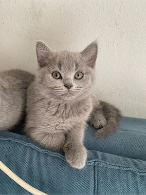 Britisch-Kurzhaar-Kater 