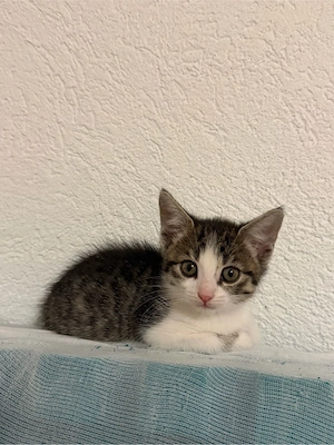 Süße kleine Katze   2 Monate alt   