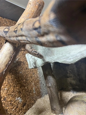 Boa imperator Ecuador   0.1 CB 2024